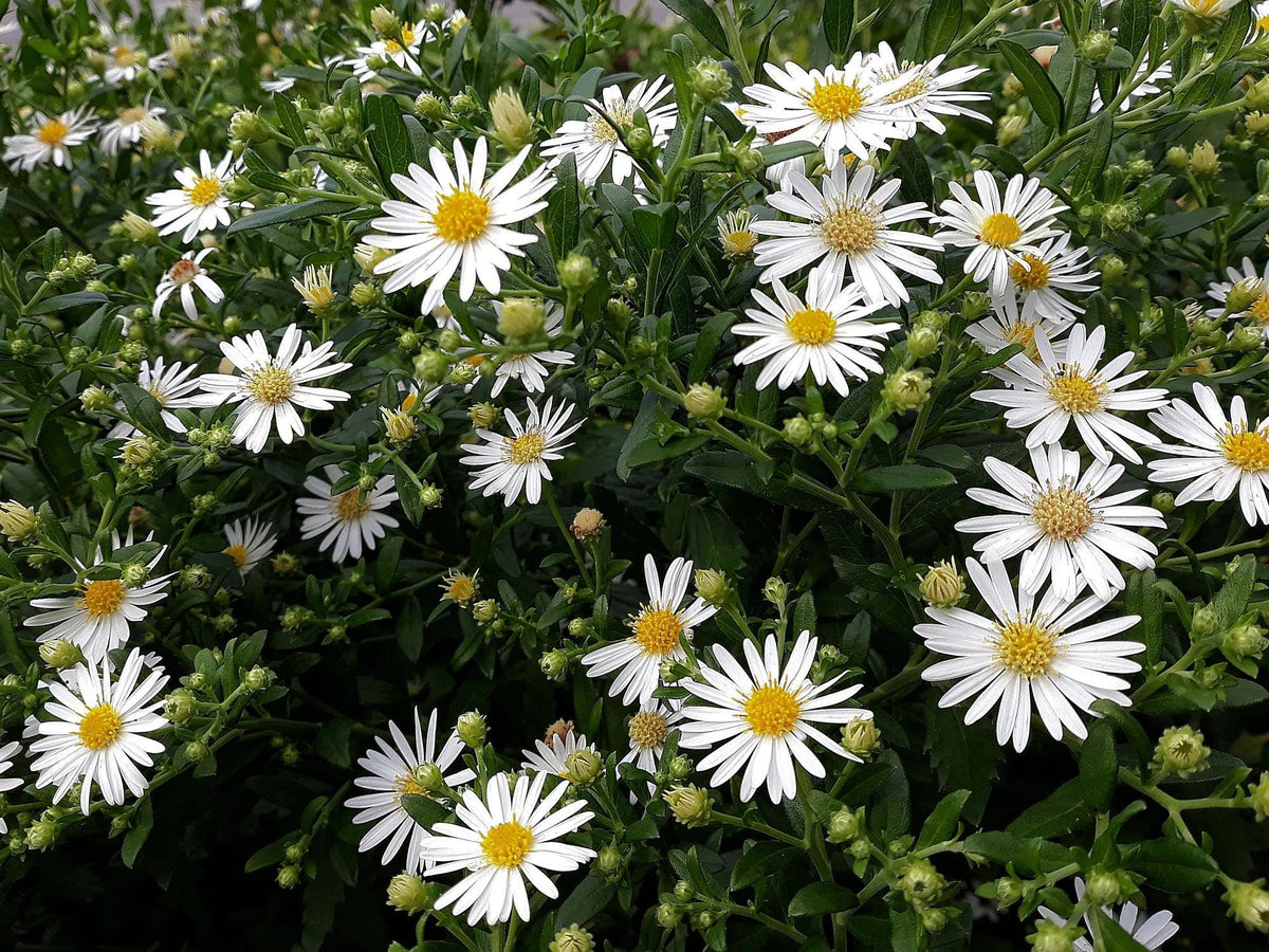 100 Seeds Heath Aster Symphyotrichum pilosum Wildflower Pollinator Garden