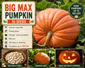 Big Max Pumpkin Seeds – Giant Cucurbita maxima, Orange to Pink-Orange, Large Round Fruit, Vegetable Garden, Autumn Decor, Carving