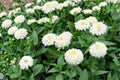 Polar Bear Zinnia Seeds – White Flower Zinnia elegans for Garden Beds & Cut Flowers, Annual, Full Sun