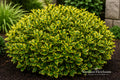 Golden Euonymus Live Plant – Euonymus japonicus 'Aureo-marginatus' – Evergreen Shrub for Hedges & Borders