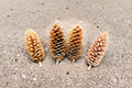 Giant Sugar Pine Seeds – Pinus lambertiana Evergreen Tree with Long Pine Cones, Woodland & Ornamental Landscape Plant