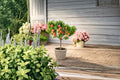 Peach Bonsai Tree Seeds – Prunus persica Fruit Tree Seeds for Indoor Outdoor Gardening, Ornamental & Fruit-Producing