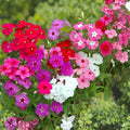 Drummond Phlox Blend Seeds – Colorful Annual Flower Mix for Borders, Containers, Pollinator Gardens – Phlox drummondii