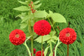 Dahlia Ball ‘Red Cap’ Tubers 3 Pack – Red Flowering Ornamental Garden Bulbs for Borders & Containers