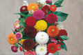 Pom Pom Dahlia Seeds – Mixed Color Ornamental Flower, Dahlia pinnata, Garden, Cut Flowers
