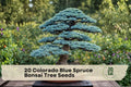 20 Colorado Blue Spruce Bonsai Tree Seeds - Picea pungens Evergreen Conifer for Bonsai & Landscaping