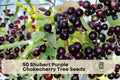 50 Shubert Purple Chokecherry Tree Seeds, Ornamental Deciduous Tree with Purple Foliage, Spring Flowers & Dark Berries