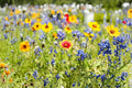 Drought Tolerant Wildflower Seed Kit – Mixed Flower Seeds for Naturalized Gardens & Low-Water Landscaping