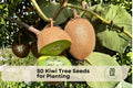 50 Kiwi Tree Seeds for Planting – Actinidia chinensis Climbing Vine for Garden Trellises & Edible Landscapes