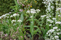 Thoroughwort Seeds 1,000 Count – Eupatorium perfoliatum Native Perennial Herb for Wildflower Gardens & Pollinators