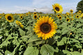 Mammoth Sunflower Seeds – Helianthus annuus – Large Bright Yellow Blooms, Tall Annual Garden Flower, Pollinator Attracting Seeds