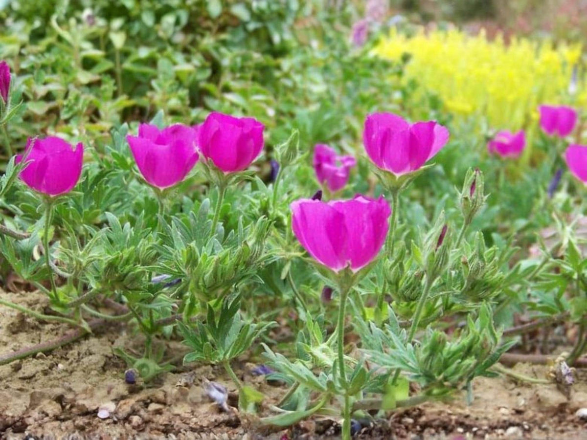 10 Seeds Purple Poppy Mallow Callirhoe involucrata Winecup Wildflower