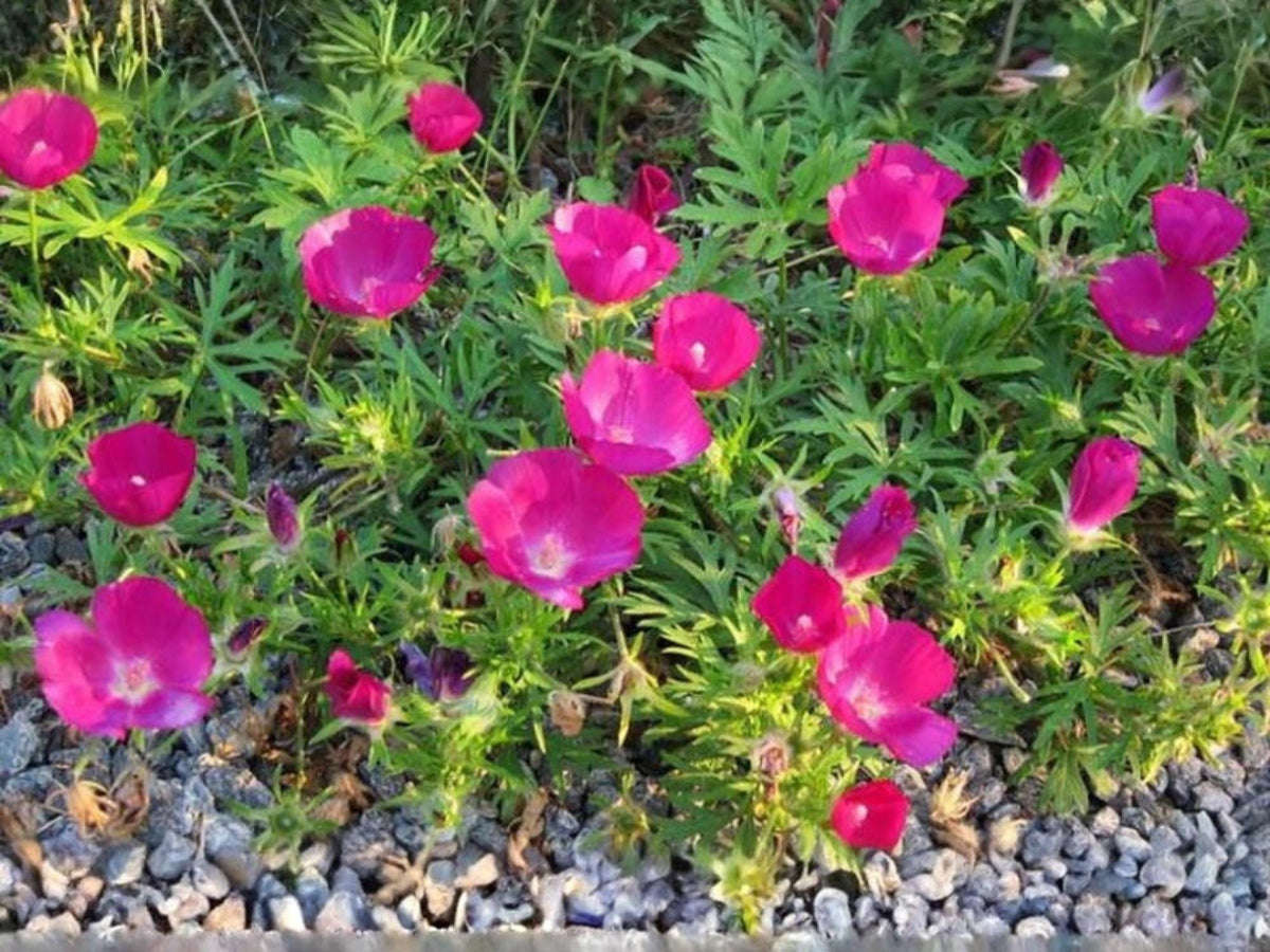 10 Seeds Purple Poppy Mallow Callirhoe involucrata Winecup Wildflower