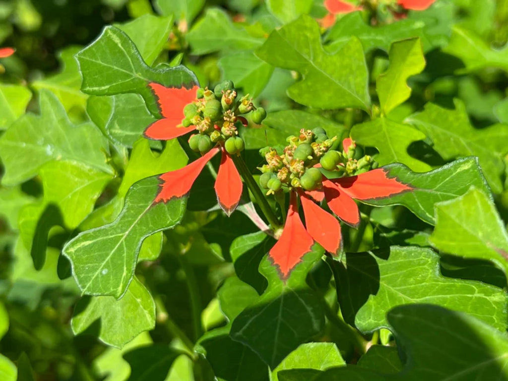 10 Euphorbia Cyathophora Seeds Fire on the Mountain Wildflower Seeds