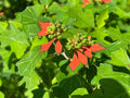 10 Euphorbia Cyathophora Seeds Fire on the Mountain Wildflower Seeds
