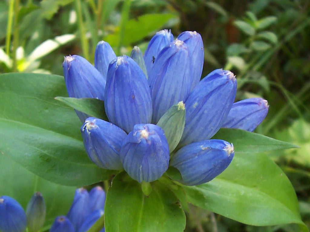 100 Seeds Bottle Gentian Gentiana andrewsii Wildflower Pollinator Cottage Garden