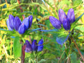 100 Bottle Gentian Seeds – Wildflower Seeds for Pollinator Gardens, Cottage Garden, Gentiana andrewsii, Natural Landscape Planting