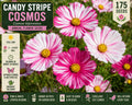 Candy Stripe Cosmos Seeds – Cosmos bipinnatus Annual Mix with Pink and White Striped Flowers for Gardens and Containers