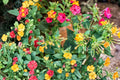 Four O'Clocks Seeds – Mirabilis jalapa Mixed Colors – Colorful Annual Flower Seeds for Garden Beds and Borders