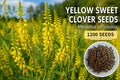 Yellow Sweet Clover Seeds 1200 Melilotus officinalis Biennial Flowering Plant for Garden and Landscape