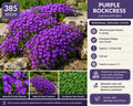 Purple Rockcress Seeds – Aubrieta deltoidea Perennial Ground Cover for Rock Gardens, Borders, and Pathways