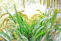 Foxtail Millet Seed Setaria italica Ornamental Grass for Landscaping, Garden Borders & Decorative Planting