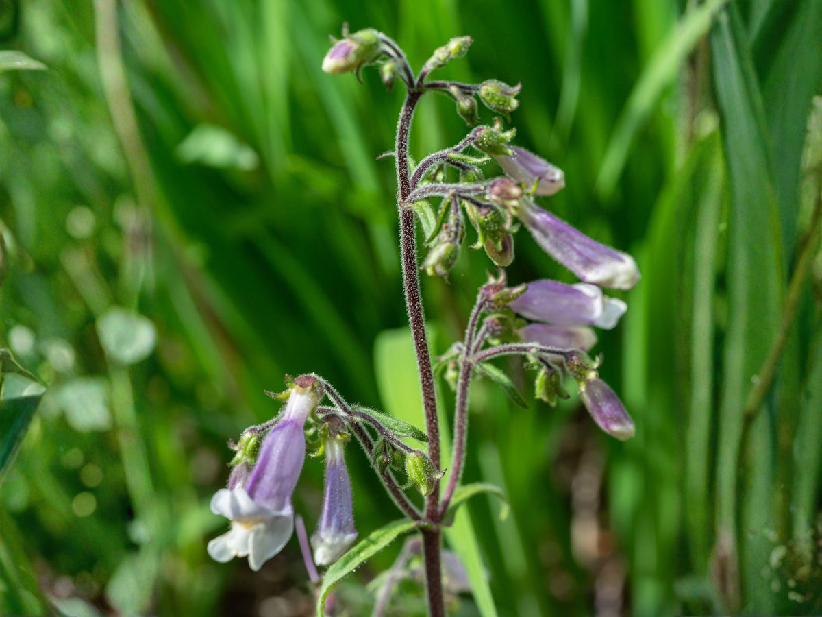 100 Hairy Beardtongue Seeds Penstemon hirsutus Wildflower Pollinator Garden