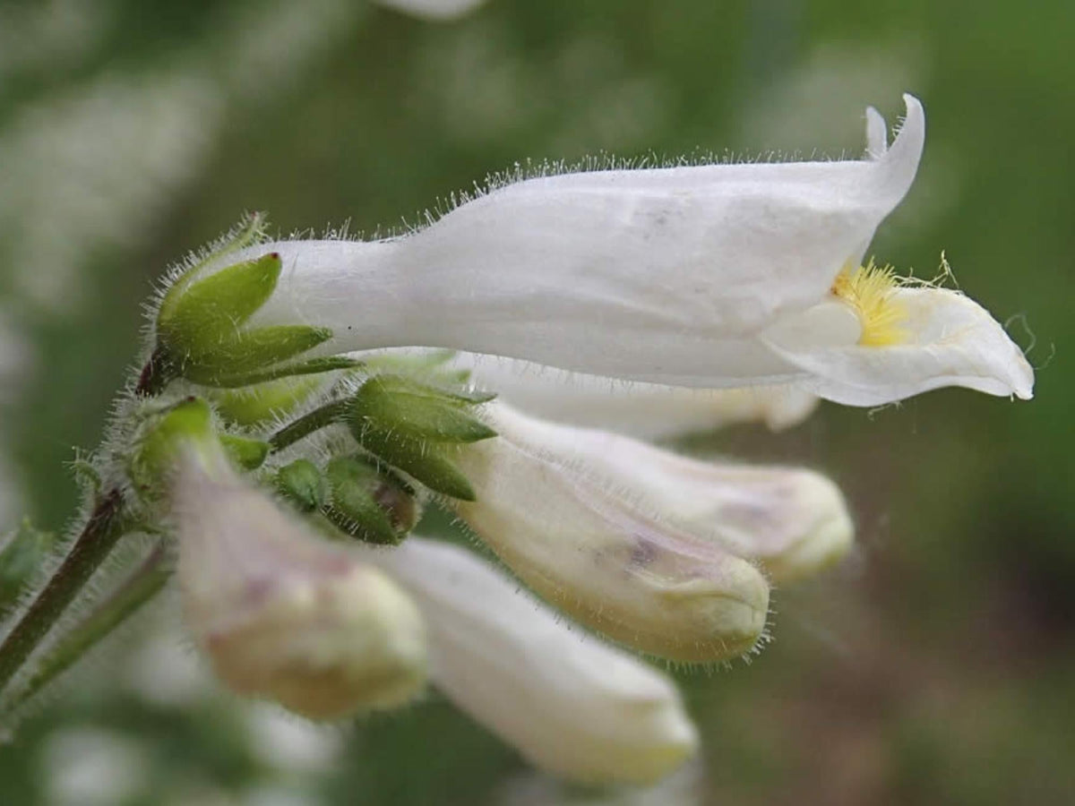 100 Seeds Pale Beardtongue Penstemon pallidus Native Wildflower