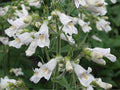 100 Seeds Pale Beardtongue Penstemon pallidus Native Wildflower