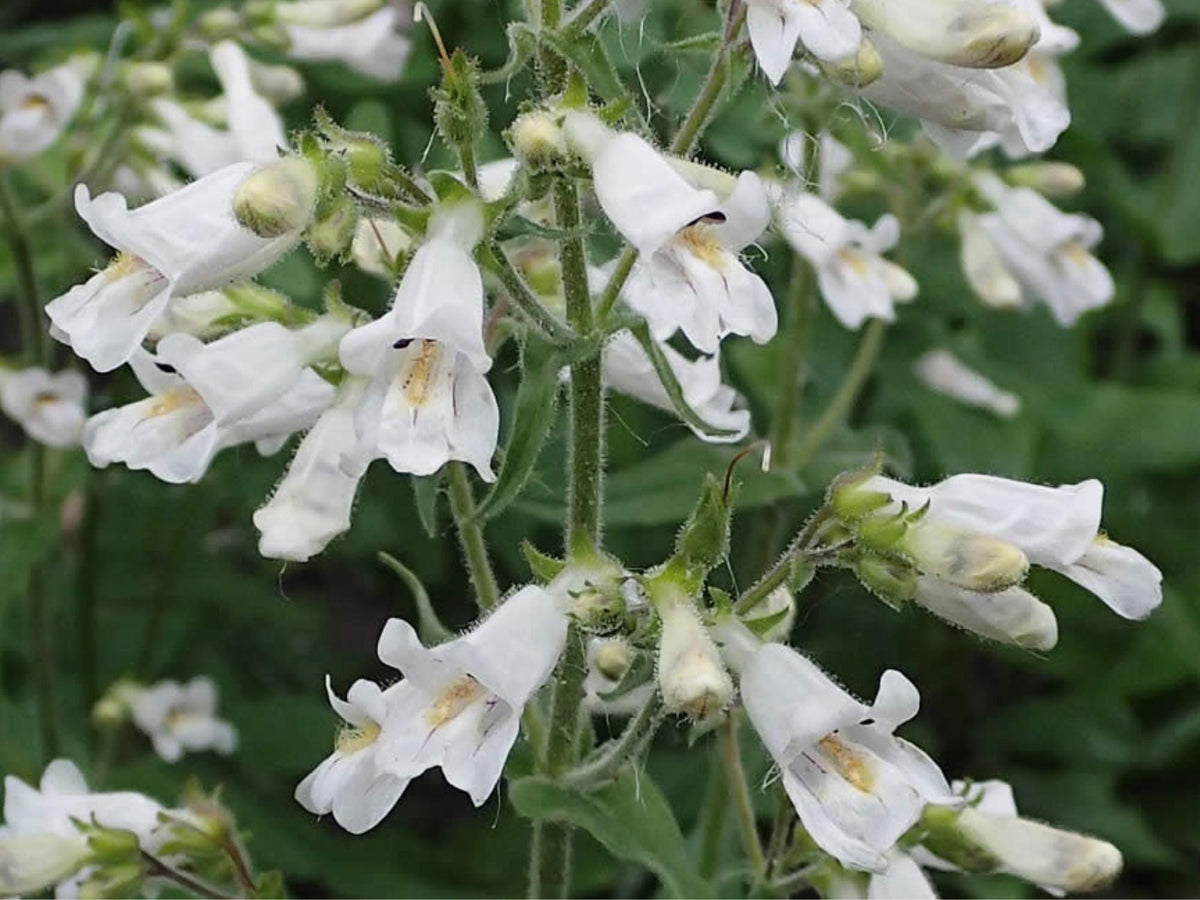 100 Seeds Pale Beardtongue Penstemon pallidus Native Wildflower