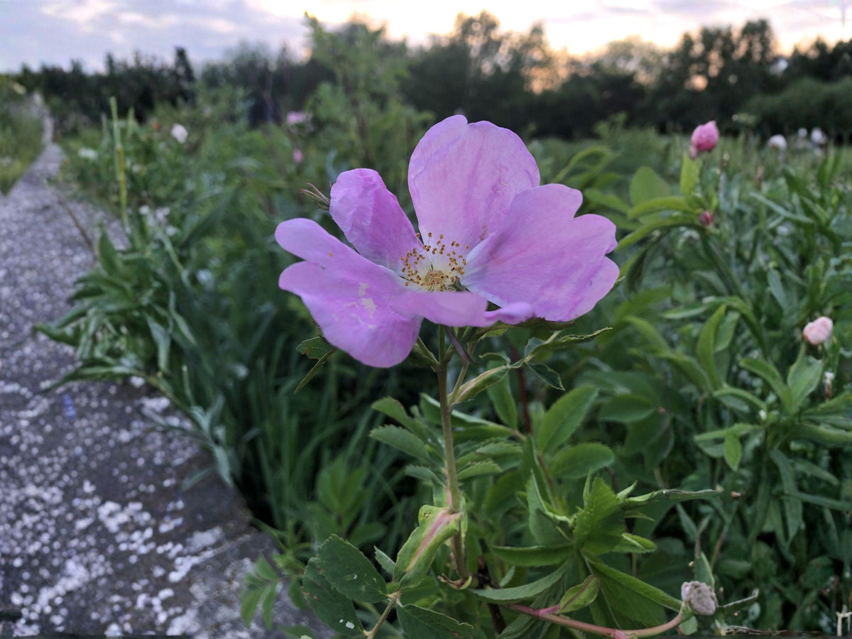 15 Seeds Prairie Wild Rose Rosa arkansana Shrub Flower Seeds for Landscape and Bonsai