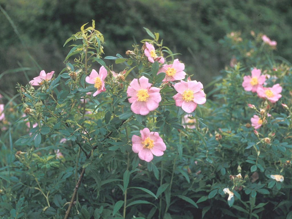 30 Seeds Swamp Rose Rosa palustris Wetland Wildflower
