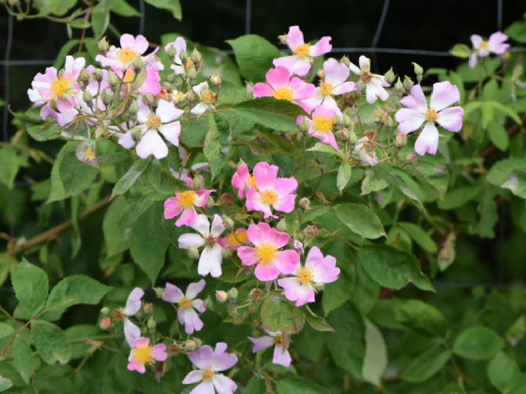30 Seeds Rosa setigera Illinois Rose Climbing Shrub Landscape Bonsai