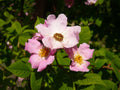 30 Seeds Rosa setigera Illinois Rose Climbing Shrub Landscape Bonsai