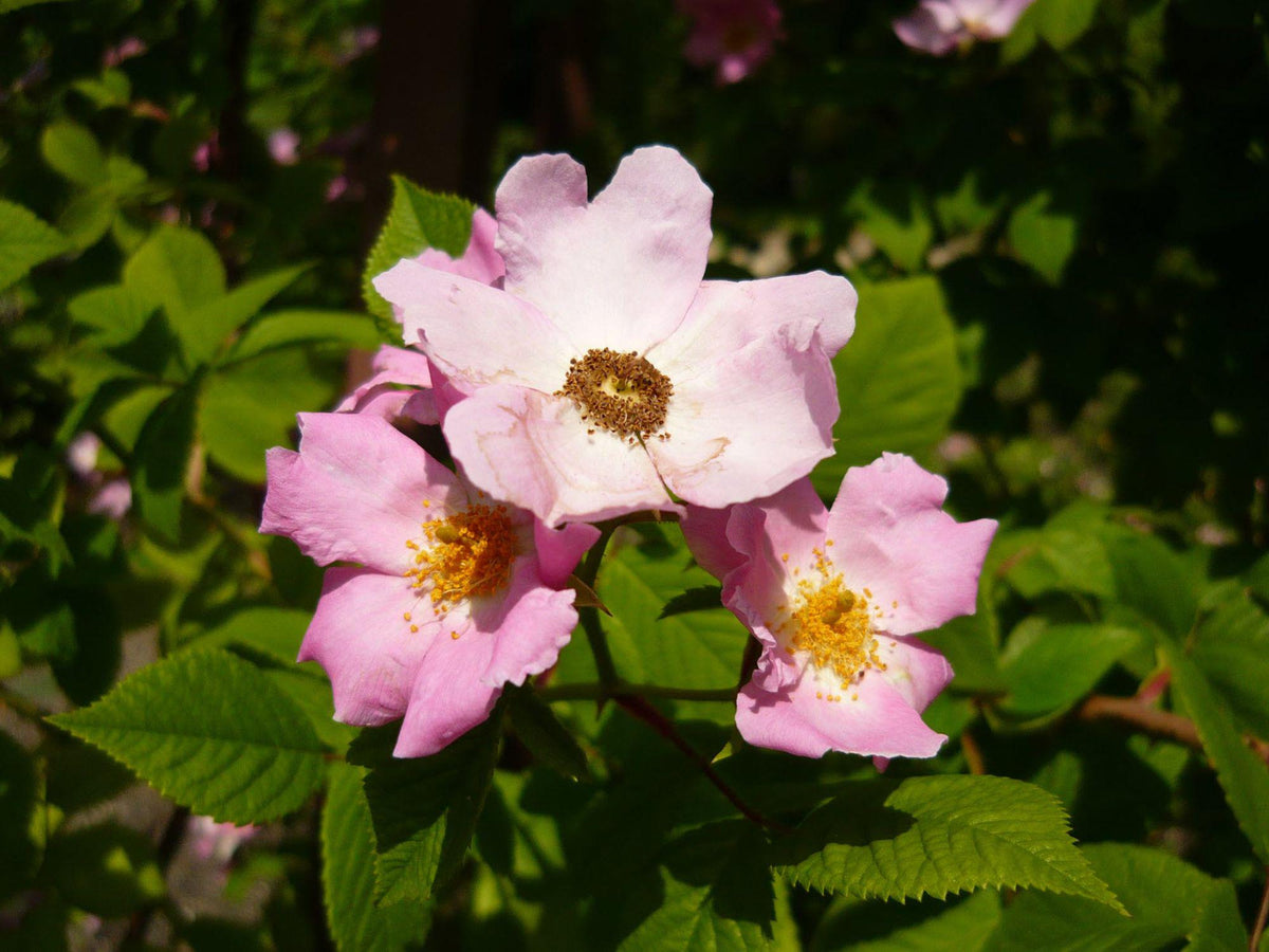 30 Seeds Rosa setigera Illinois Rose Climbing Shrub Landscape Bonsai