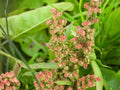 100 Seeds Pale Dock Rumex altissimus Wildflower Pollinator Cottage Garden