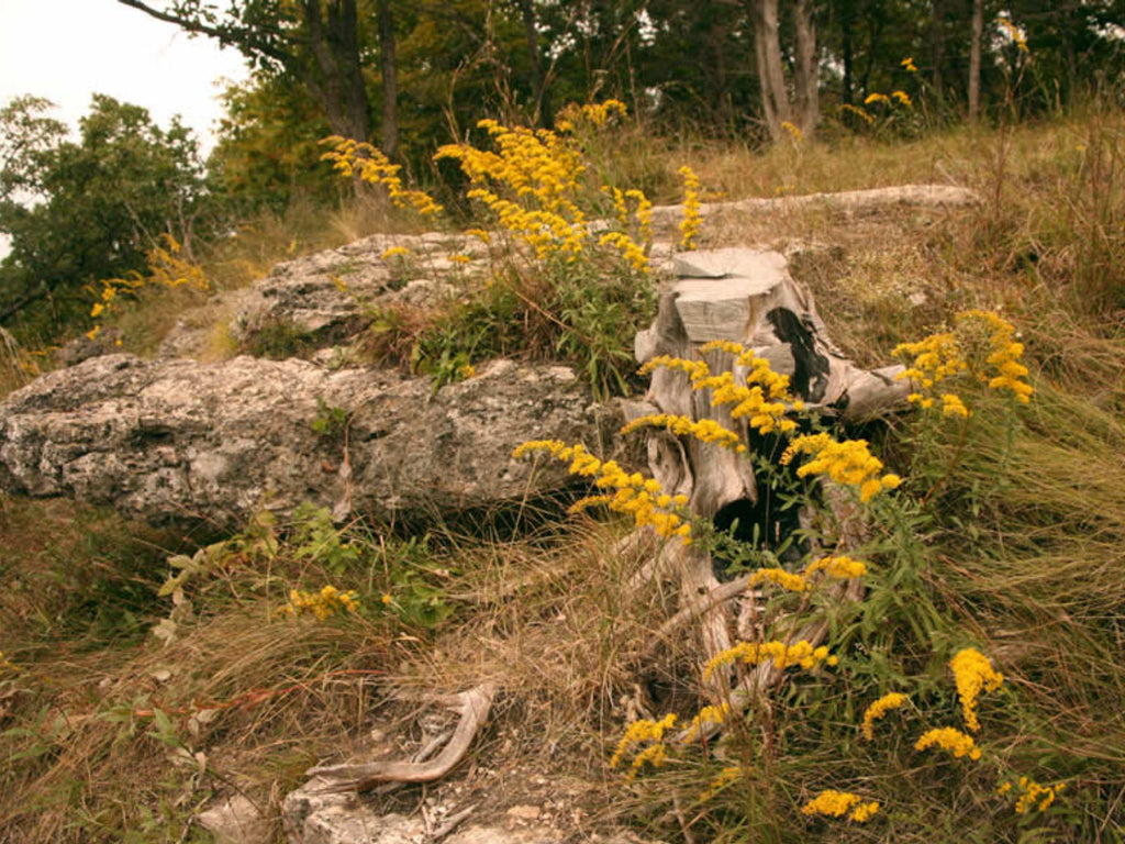 100 Old Field Goldenrod Seeds Solidago nemoralis Wildflower Pollinator Garden