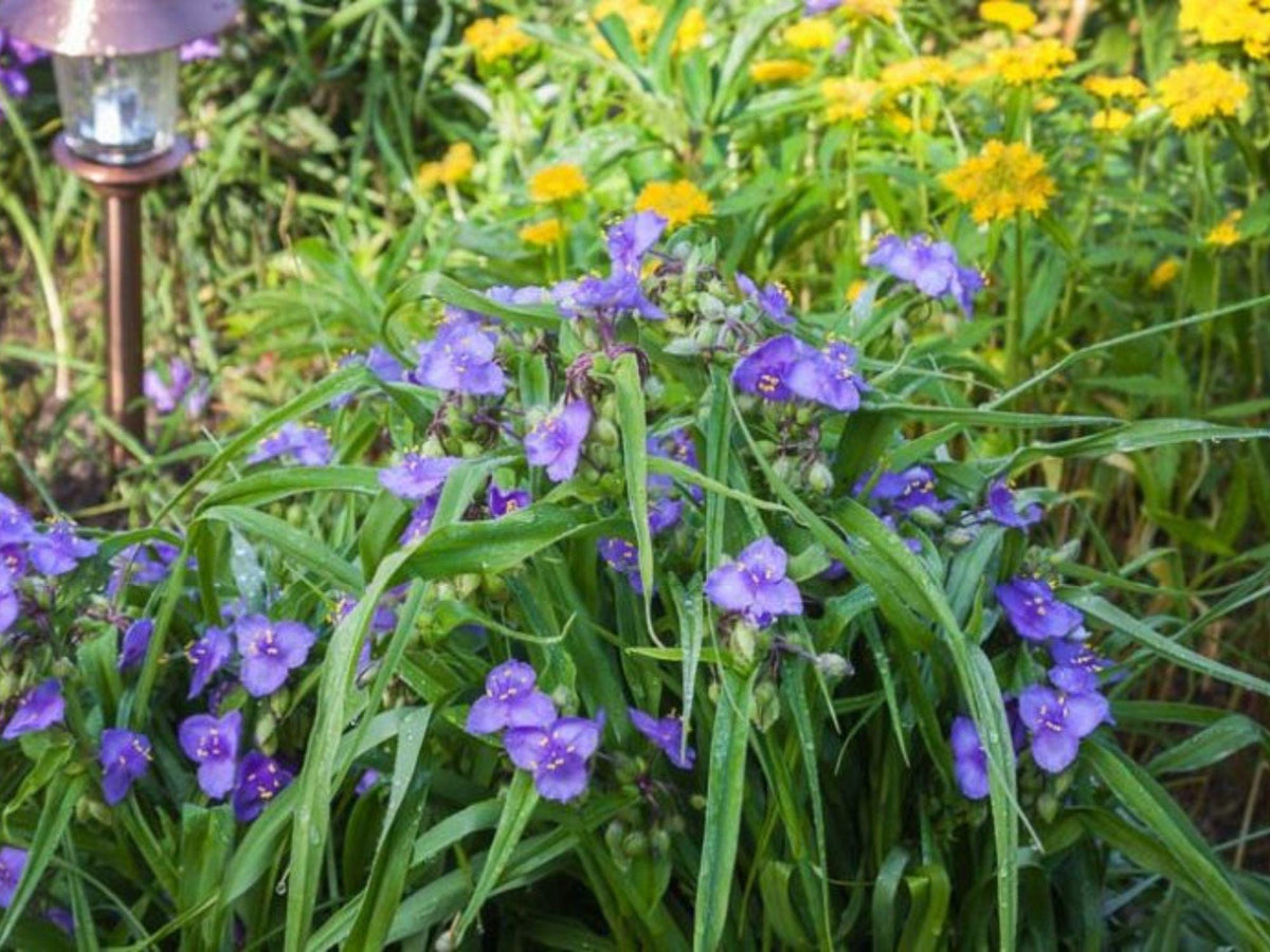 25 Seeds Tradescantia occidentalis Western Spiderwort Native Wildflower Prairie Cottage Garden