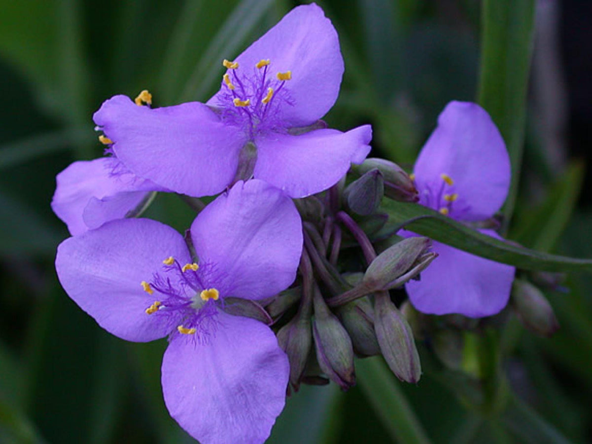 25 Ohio Spiderwort Seeds Tradescantia ohiensis Blue Wildflower Pollinator Garden