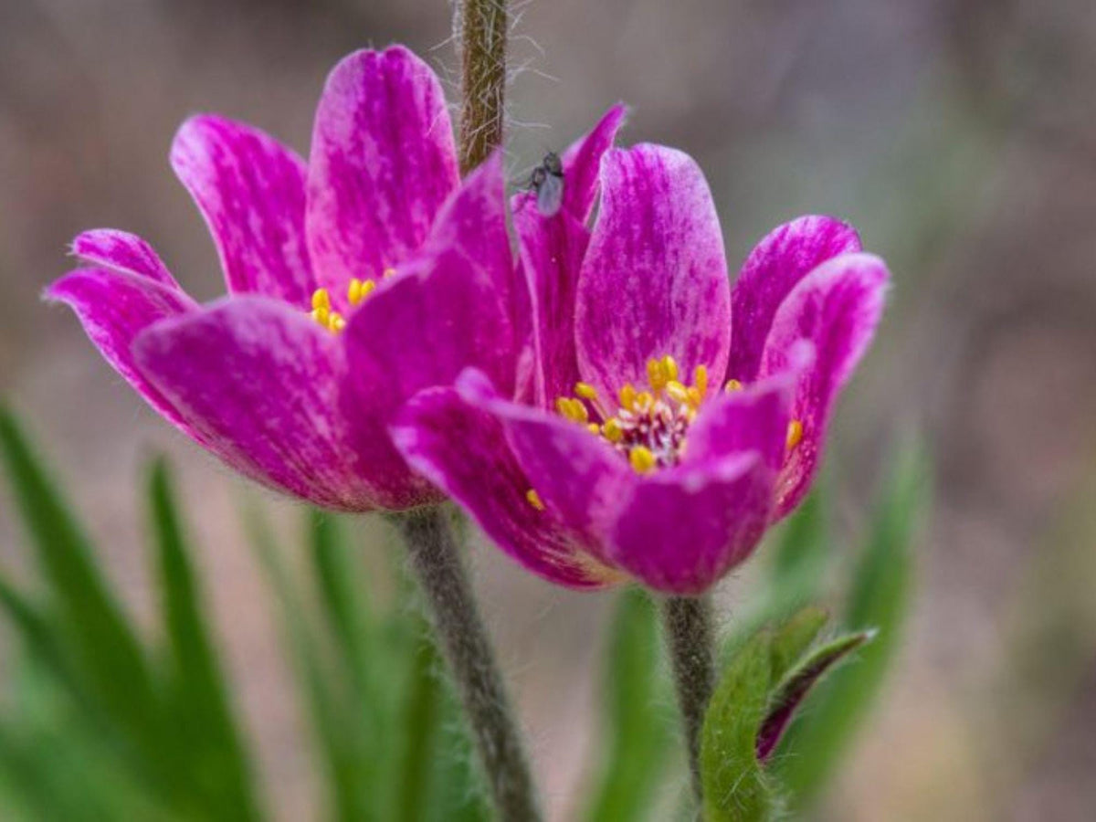 100 Seeds Anemone multifida Windflower Cutleaf Anemone Hardy Wildflower