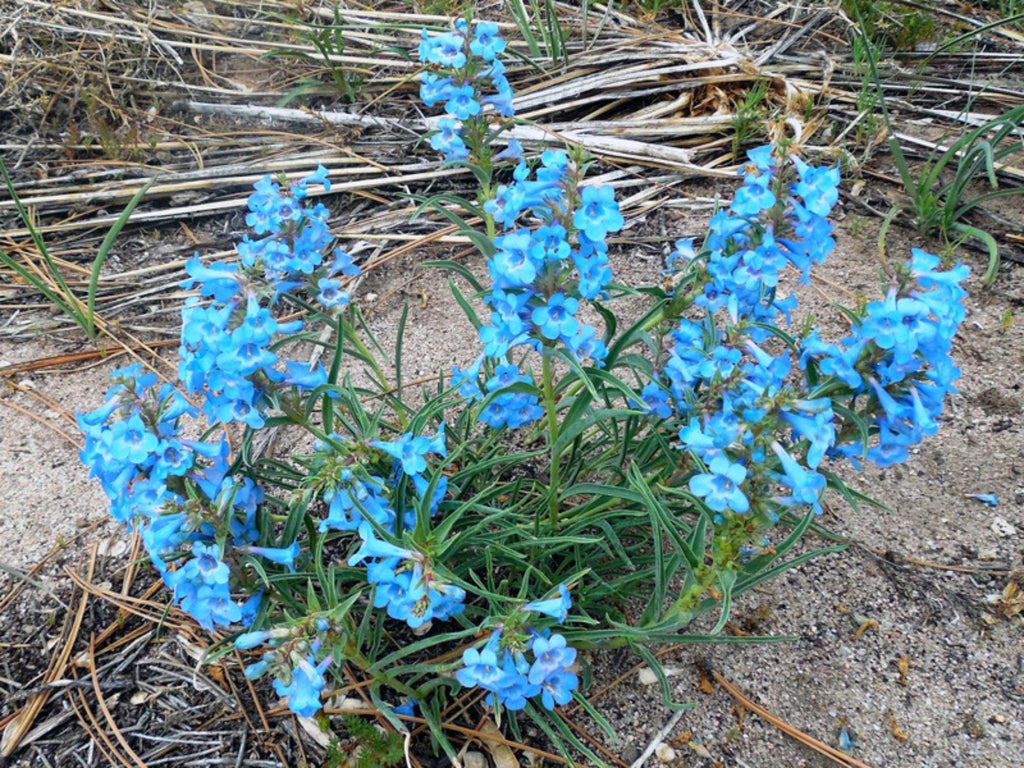 50 Seeds Pagoda Penstemon Penstemon angustifolius Wildflower