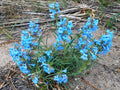 50 Seeds Pagoda Penstemon Penstemon angustifolius Wildflower
