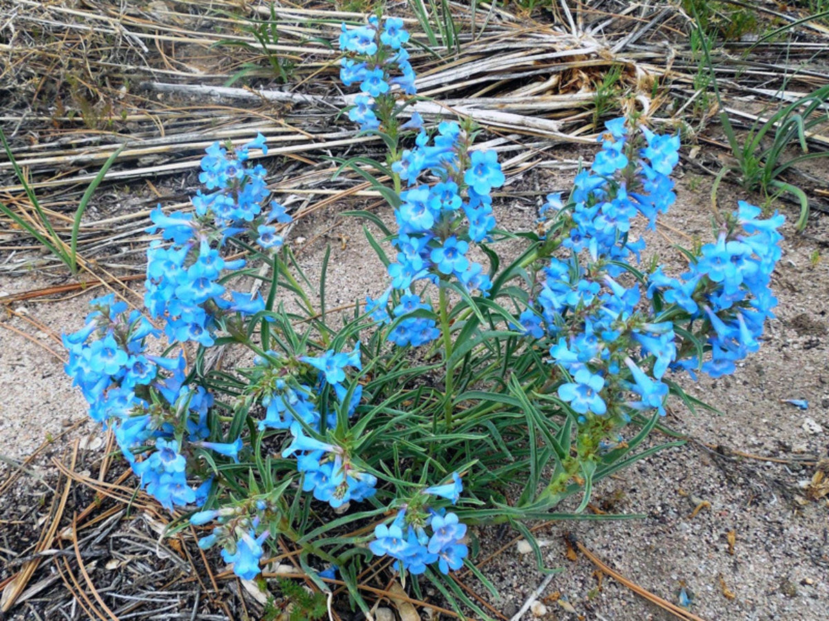 50 Seeds Pagoda Penstemon Penstemon angustifolius Wildflower
