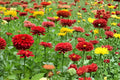 California Giant Zinnia Seeds – 270 Pack, Mixed Colors, Zinnia elegans, Bright Annual Flower for Gardens & Cuttings