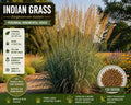 Indian Grass Seeds – Sorghastrum nutans Ornamental Perennial Grass for Landscaping and Wildlife Habitats