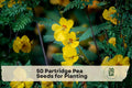 Partridge Pea Seeds, 50 Pack, Chamaecrista fasciculata, Native Wildflower for Gardens, Meadows, Pollinator Habitat