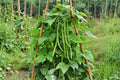 Asian Long Bean Seeds – Vigna unguiculata subsp. sesquipedalis, Climbing Vegetable Vine, Green Pods, 30 Seeds