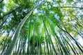 Giant Bamboo Seeds – Bambusa bambos Clumping Bamboo for Landscaping and Privacy Screens (50 Seeds)