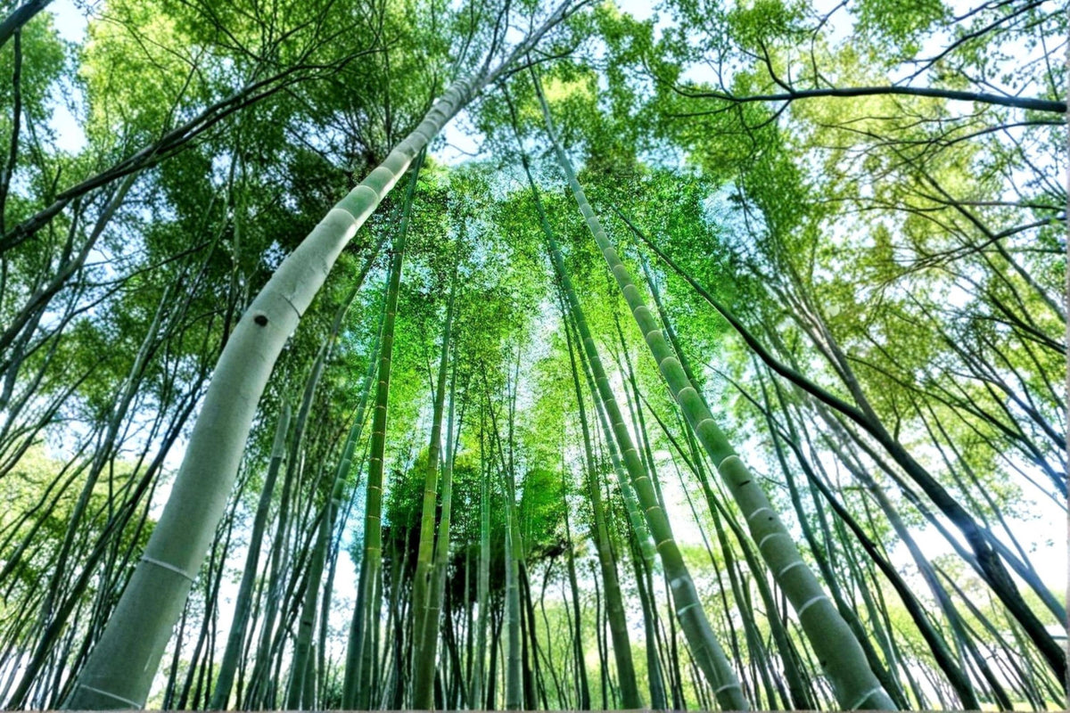 Giant Bamboo Seeds – Bambusa bambos Clumping Bamboo for Landscaping and Privacy Screens (50 Seeds)