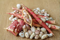 Pinto Bean Seeds 50 Count | Phaseolus vulgaris Heirloom Vegetable Seeds for Garden Planting